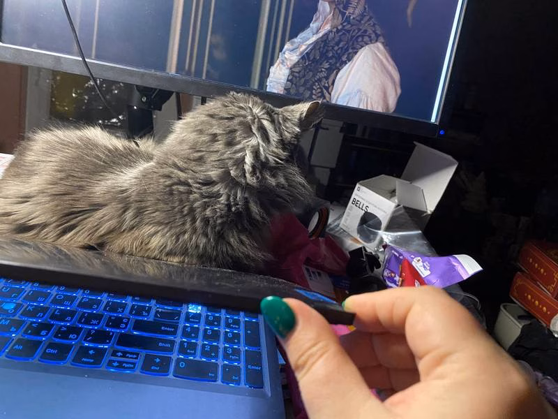 кот пан Рышар